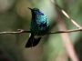 CostaRica06 - 018 * Green Violet-Ear Hummingbird